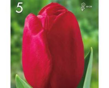 Лале Darwin Hybrid Red 1 оп (20 луковици)